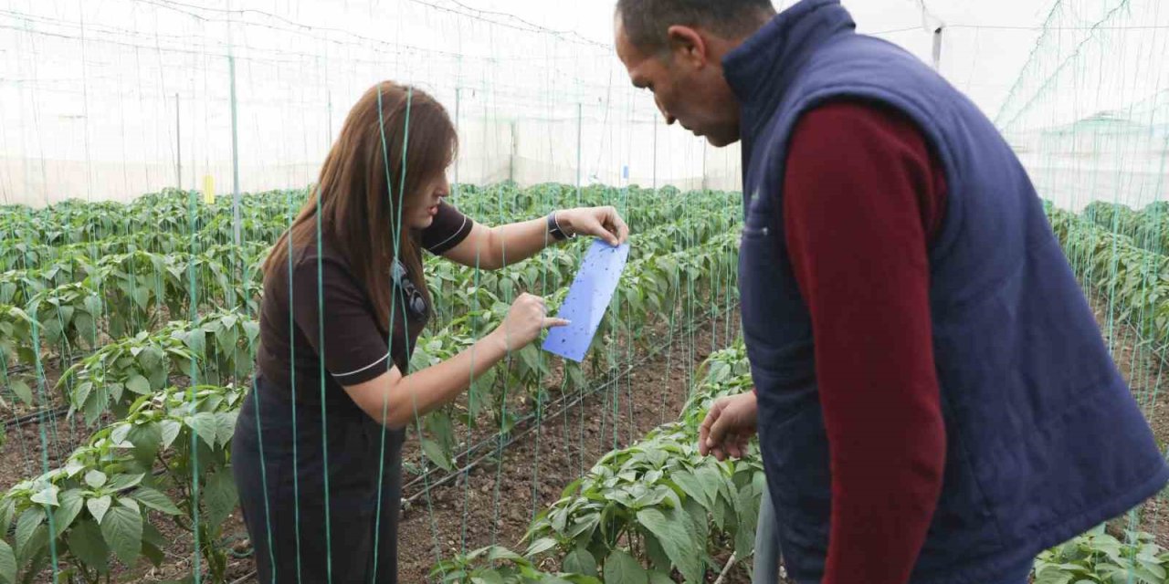 Mersin’de Örtü Altı Üreticiye Sera İpi Ve Tuzak Desteği