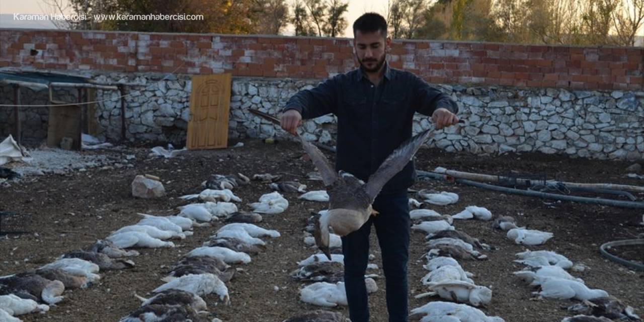 Konya’da 150 Kaz Telef Oldu