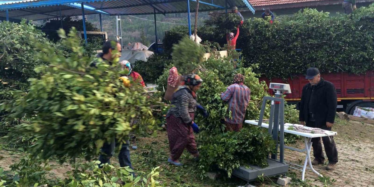 Kilogramı 25 Liradan Satılan Defne Yaprağı Bir Köyün Geçim Kanağı Oldu