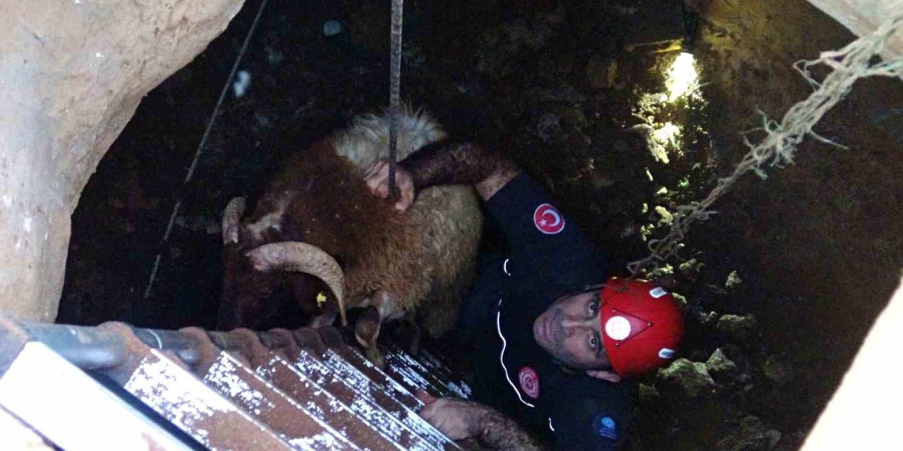 Seslerini Küçük Çocuk Duydu, Çalındı Sanılan 2 Koyun Düştükleri 5 Metrelik Kuyudan Kurtarıldı