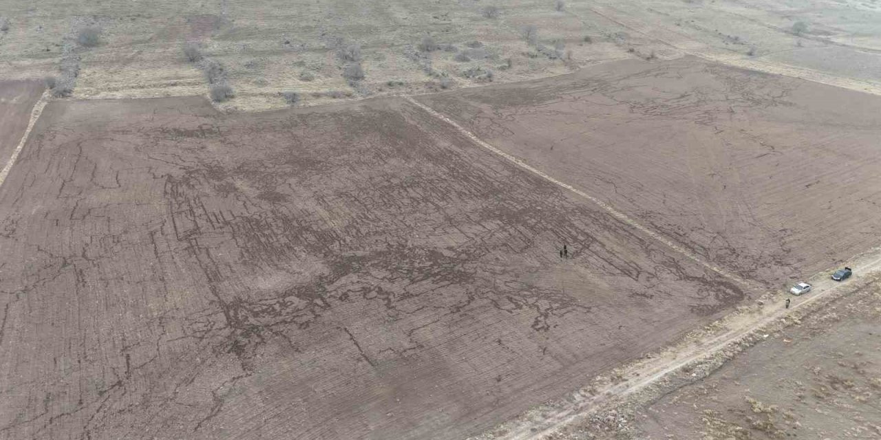 Yaban Domuzları Arpa Ve Buğday Ekili Tarlayı Adeta Haritaya Çevirdi