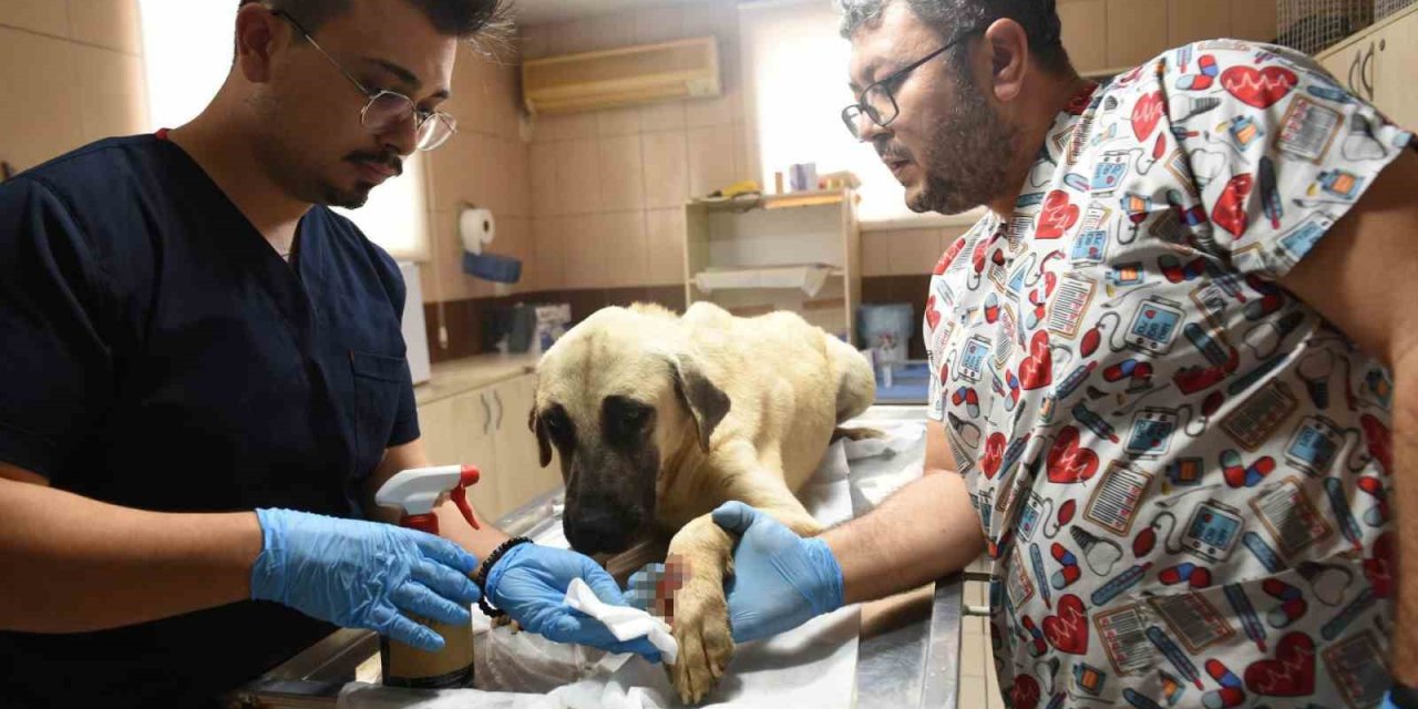 Saldırgan Köpek İhbarına Giden Kepez Belediyesi’nin Çalışanlarına Saldırı