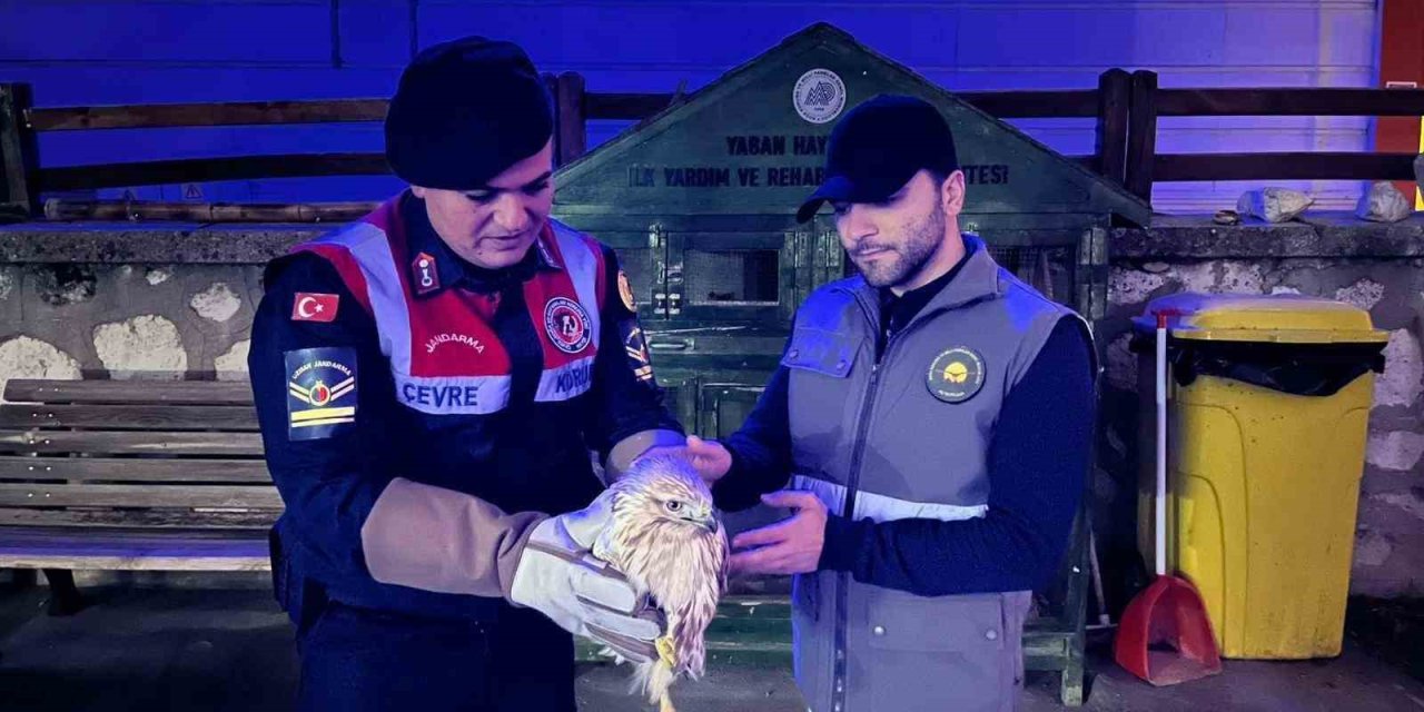 Karaman’da Kızıl Şahin Koruma Altına Alındı