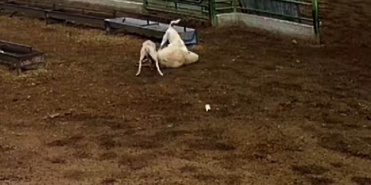 Konya’da Sokak Köpeklerinin Saldırdığı Koyun Telef Oldu