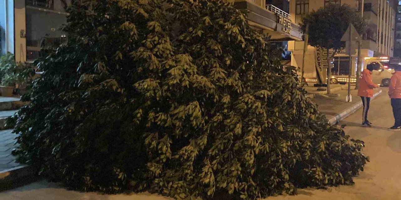 Mersin’de Şiddetli Rüzgar Ağaçları Devirdi
