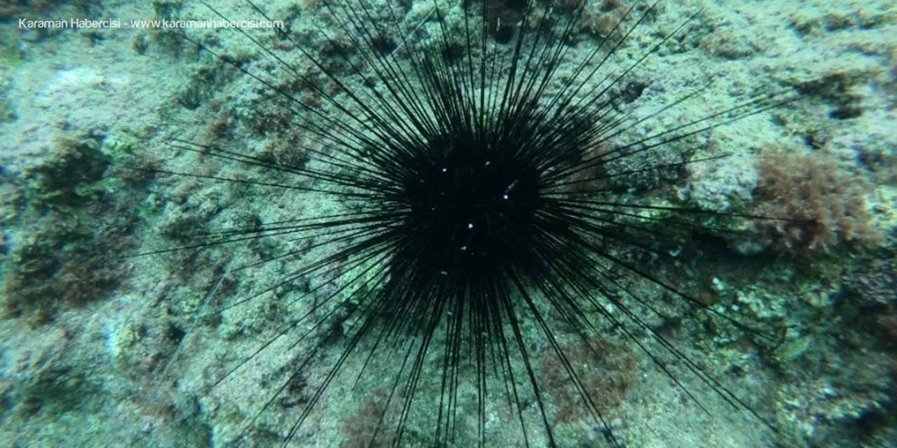 Akdeniz'de Zehirli Deniz Kestanesi Uyarısı