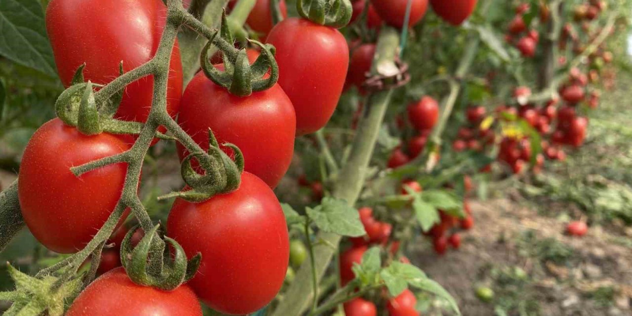 Antalya Ticaret Borsası, Aralık Ayı Hal Endeksini Açıkladı: "meyvede Fiyat Arttı, Sebzede Geriledi"