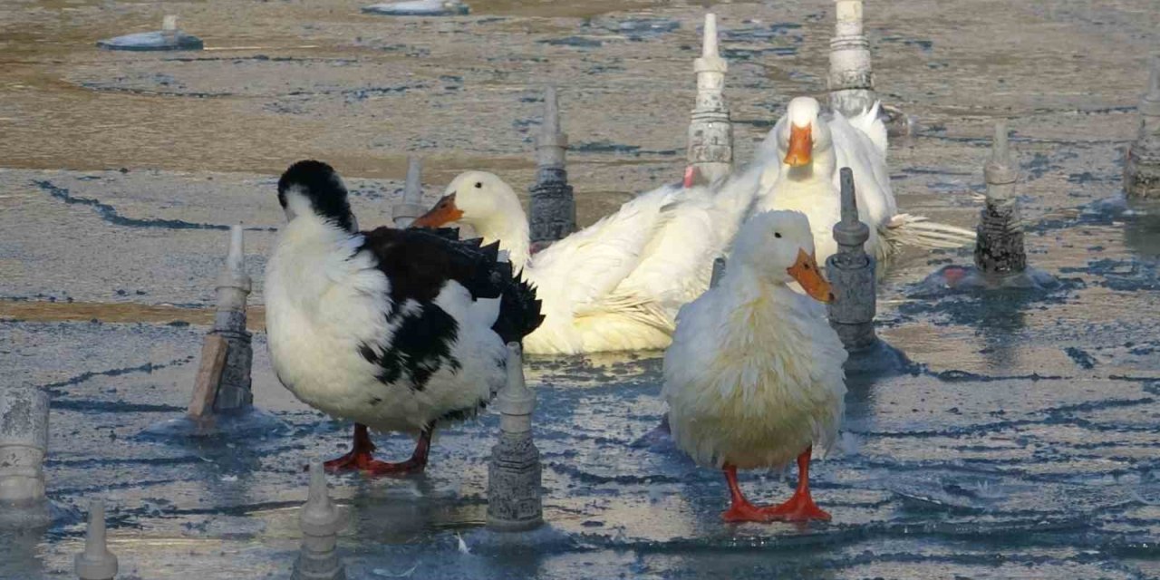 Konya’da Soğuktan Süs Havuzları Buz Tuttu