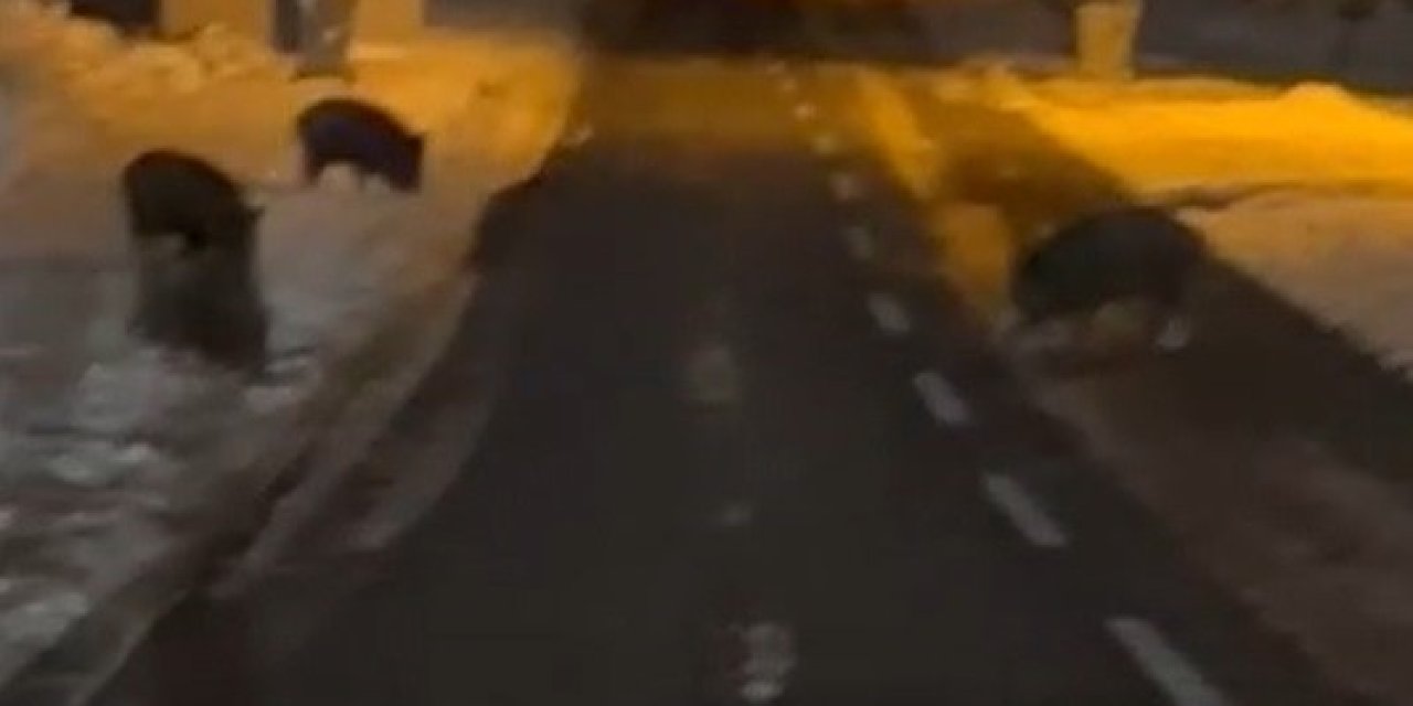 Aç Kalan Yaban Domuzları Yerleşim Yerine İndi