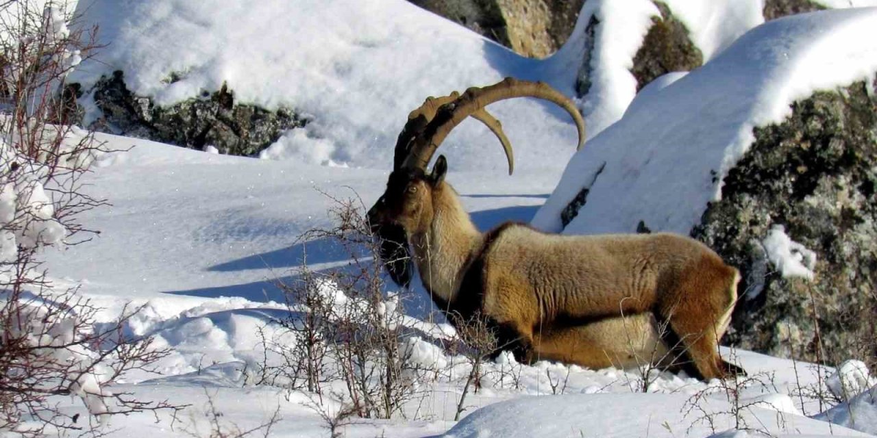 Niğde’de Yaban Keçisi Sayısı Artış Gösterdi