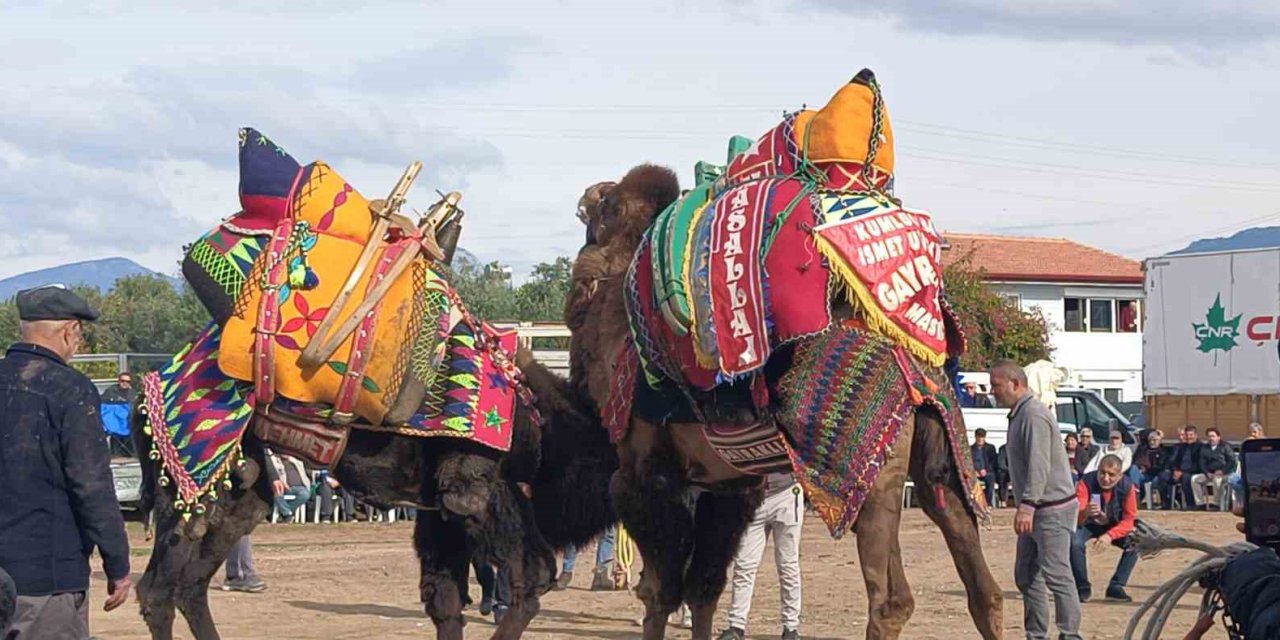 Şap Hastalığı Deve Güreş Gösterilerine De Sekte Vurdu