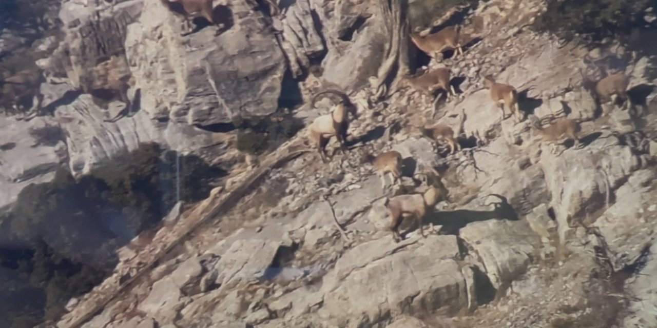 Toroslardaki Yaban Keçileri Koruma Altında