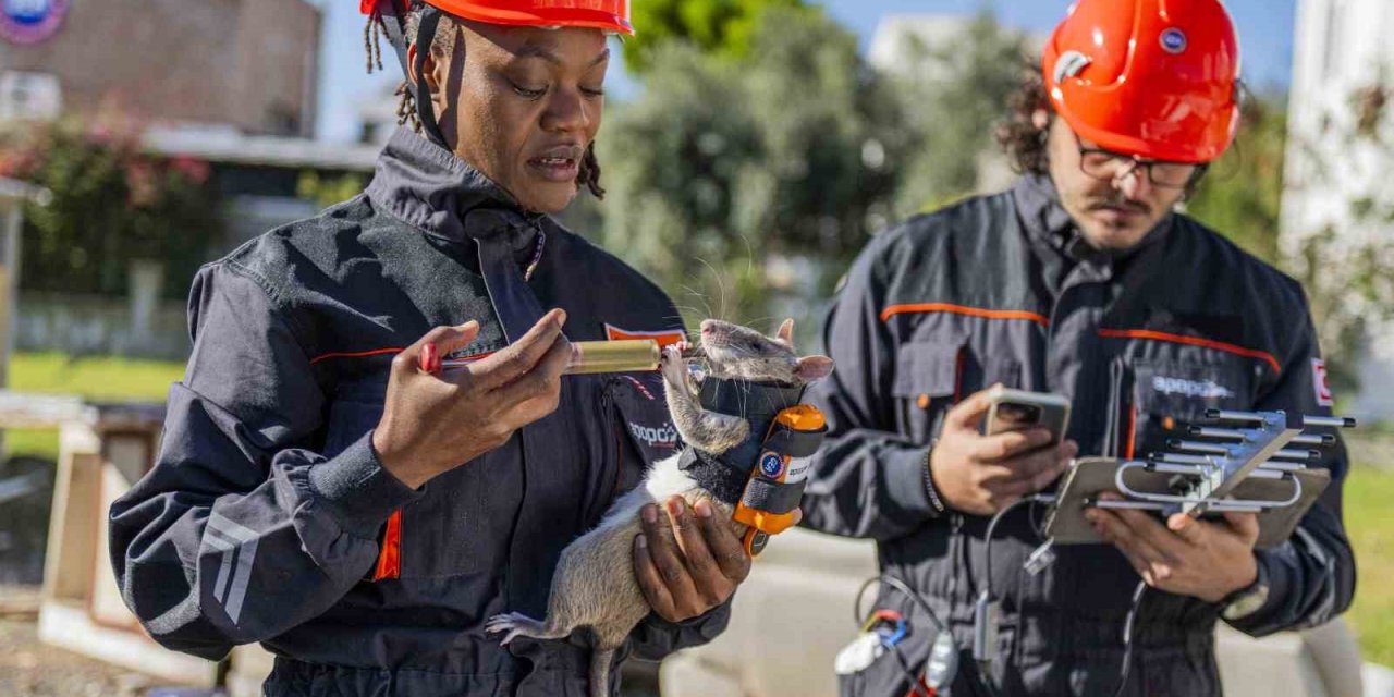 Arama Kurtarmada Yeni Dönem: Enkaz Altında Kalanları Kahraman Fareler Kurtaracak