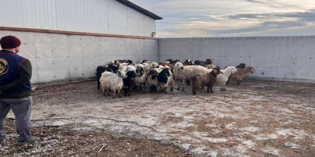 Çalınan Koyunlar Jandarma Tarafından Bulundu