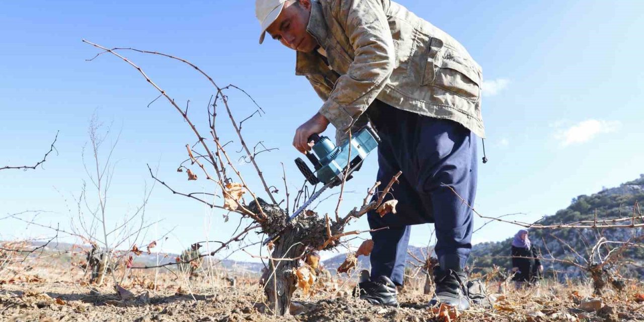 Mersin’de Organik Tarım Desteğiyle Üretim Doğallaşıyor