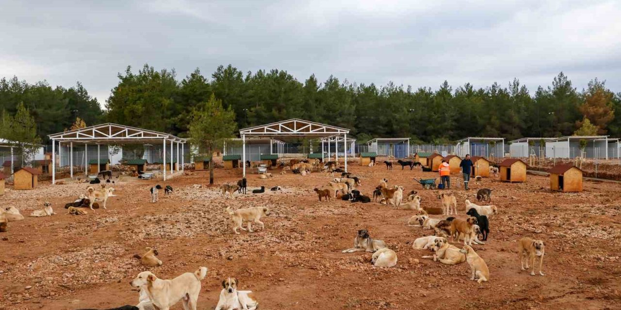 Büyükşehir Sokak Köpekleri İçin Doğal Yaşam Alanı Kapasitesini Arttırdı