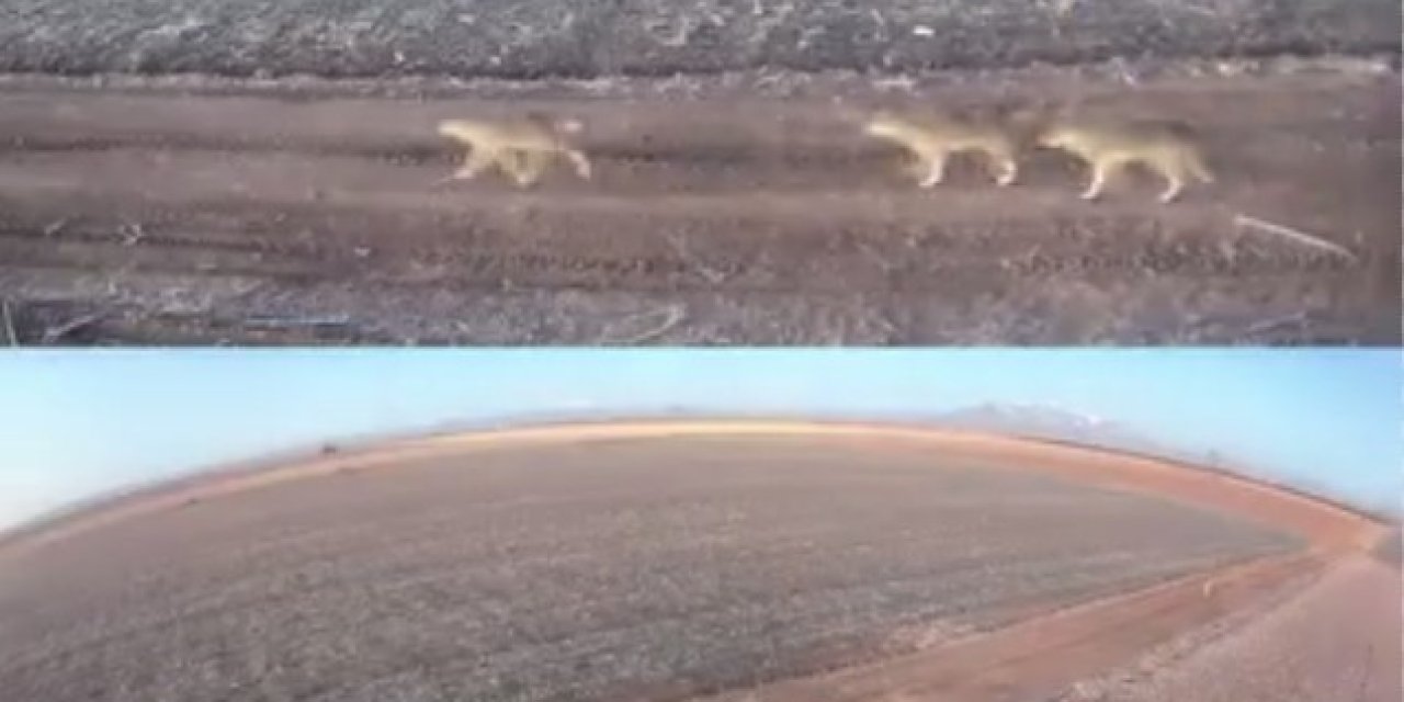 Karaman’da Aç Kalan Kurtlar Ovaya İndi