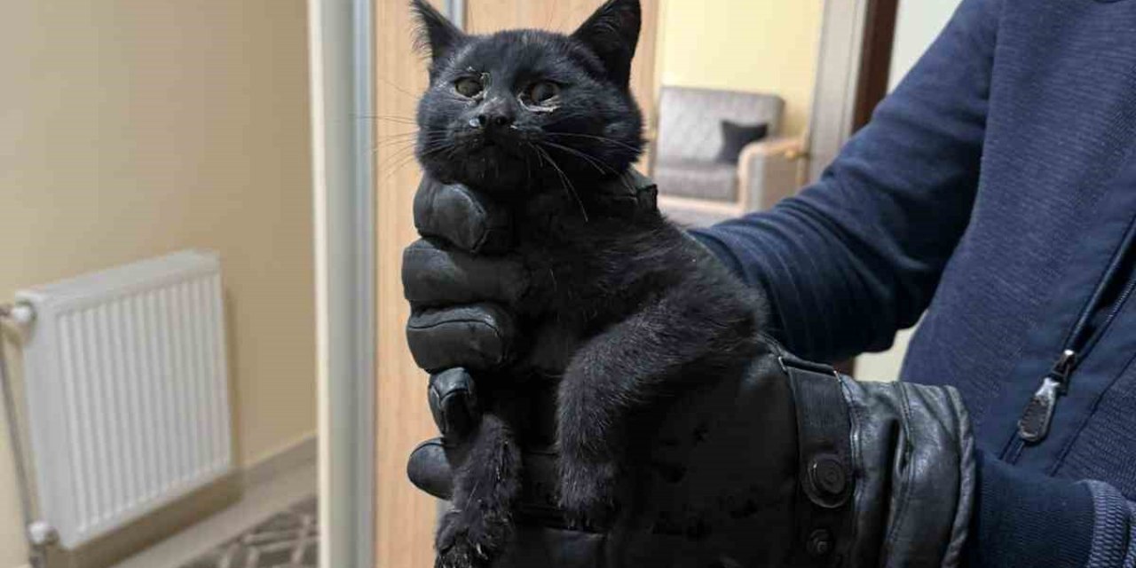 Bacaya Giren Kedi İtfaiyenin 6 Saatlik Operasyonuyla Kurtarıldı