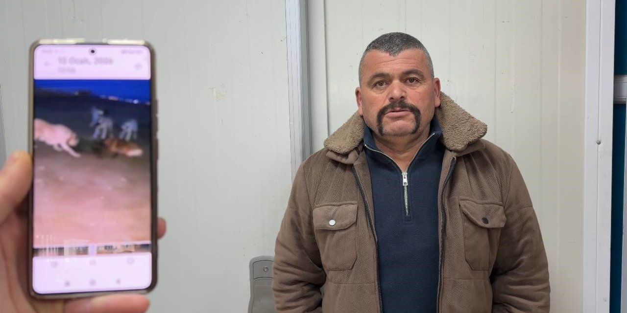 Yaban Domuzunu Elleriyle Yakaladı