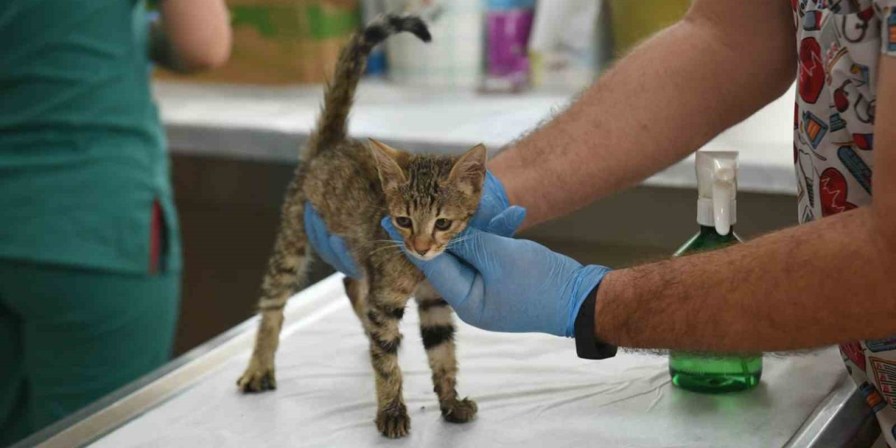 Kepez’in Şefkat Eli 2025’te Binlerce Can Dosta Uzandı