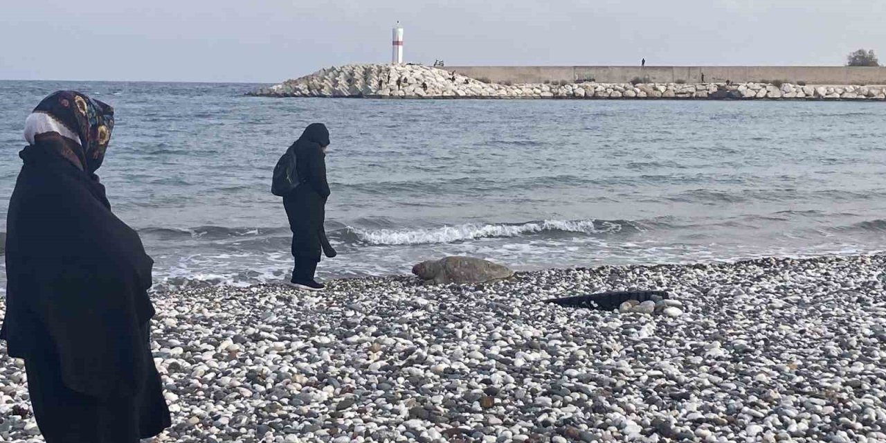 Telef Olan Caretta Caretta Halk Plajına Vurdu