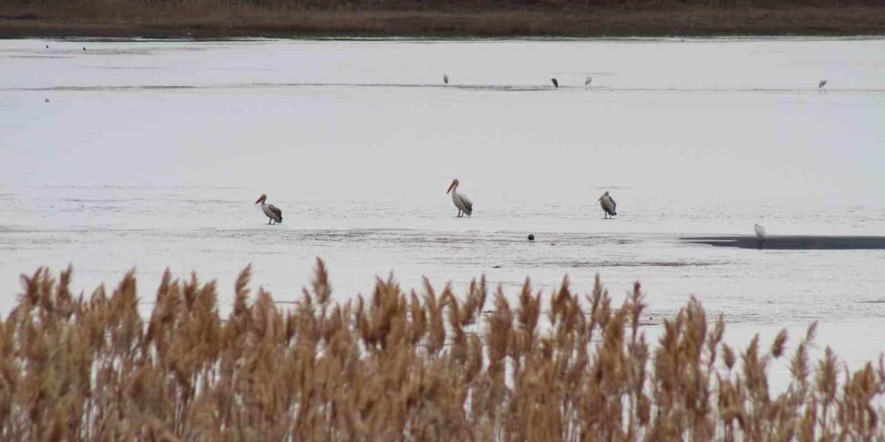 Pelikanlar, Kıyıları Buzla Kaplanan Gölde Görüntülendi, Kuş Severler Kıyıya Akın Etti