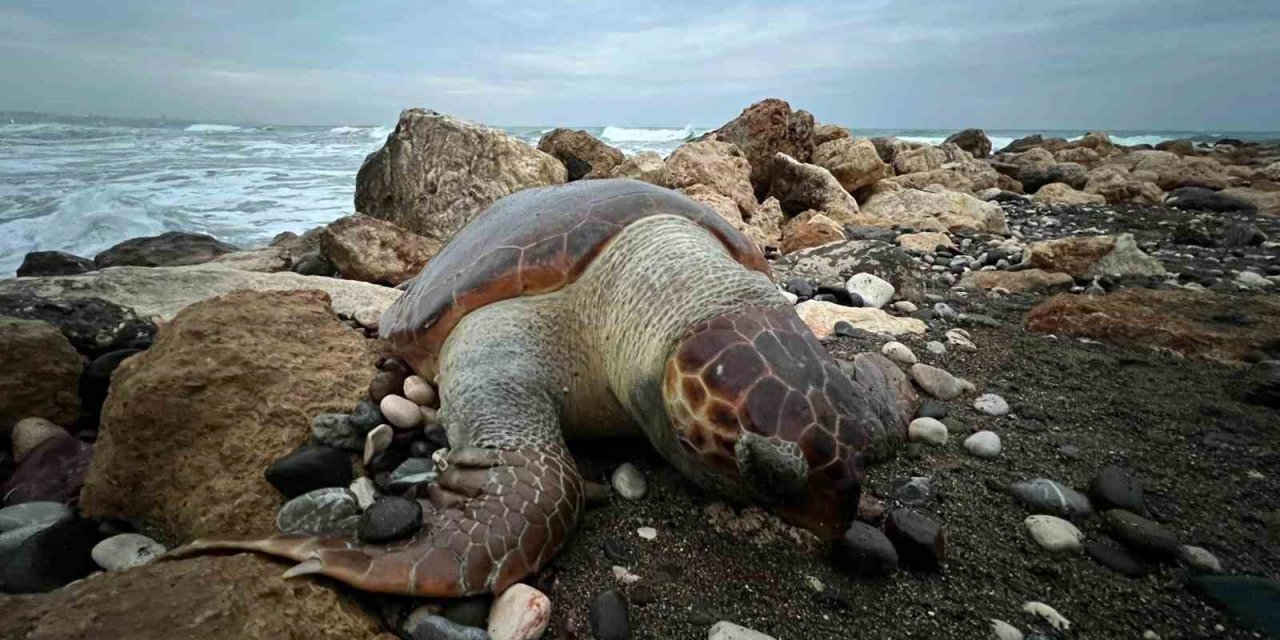 Bir Caretta Caretta Daha Ölü Bulundu:15 Günde 7’inci Ölüm