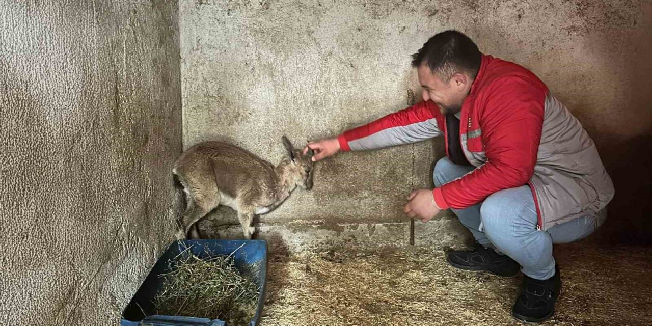 Bitkin Halde Bulunan Yaban Keçisi Tedavi Altına Alındı