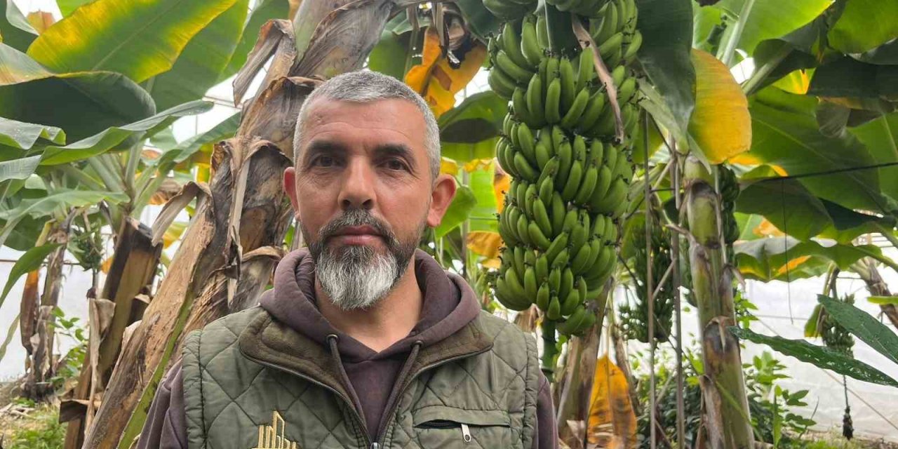 Alanya, Türkiye’nin Muz İhtiyacının Yüzde 40’ını Karşılıyor