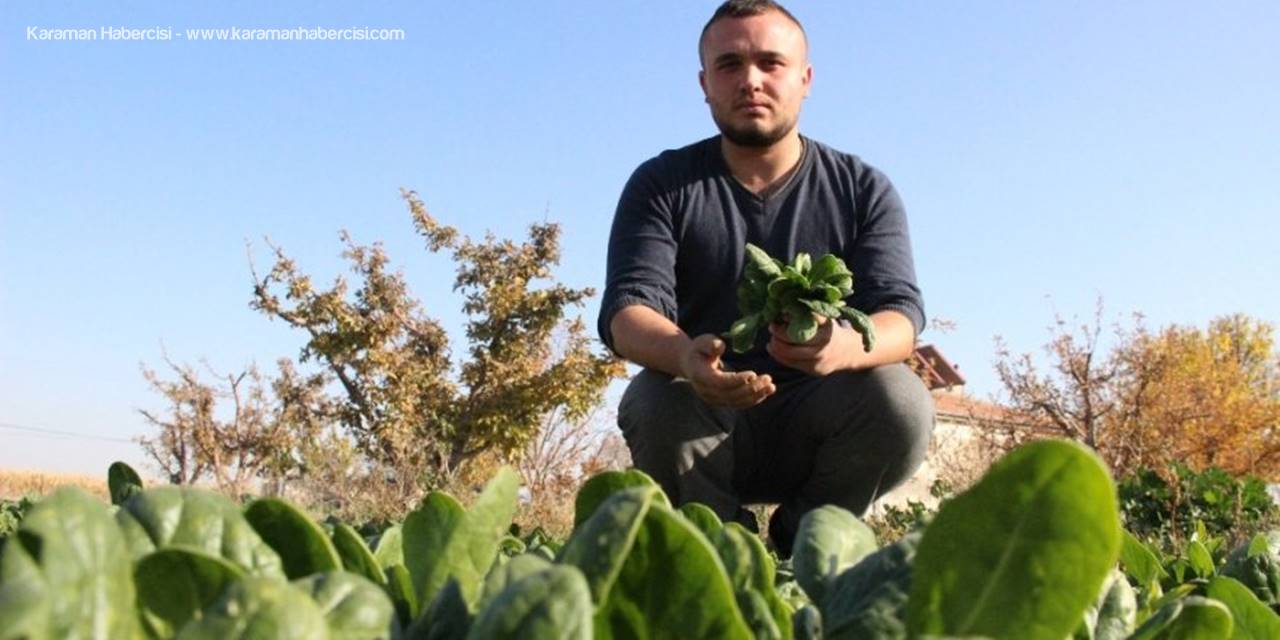 Fiyatı 5 Liradan 1 Liraya Düşen Ispanağı Alan Yok