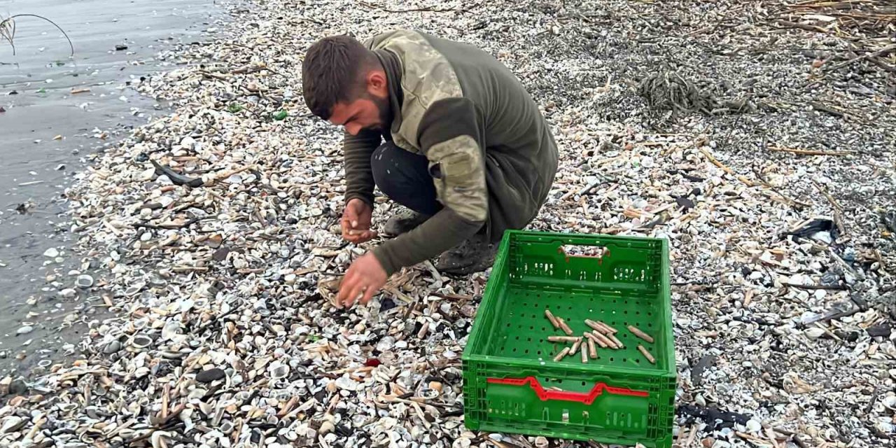 Mersin’de Fırtına Sonrası Binlerce Kargı Midyesi Sahile Vurdu: Balıkçılar Tek Tek Topladı