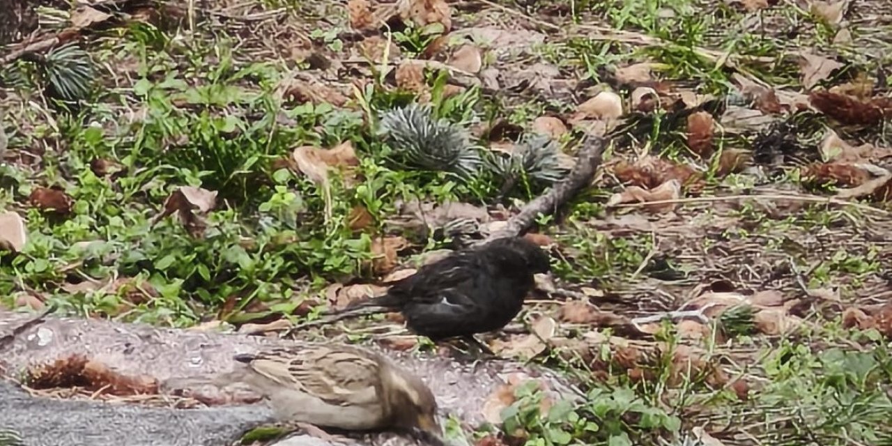 Serçe Sürüsünün Arasında Gördüler, İsmini ’kömür’ Koydular
