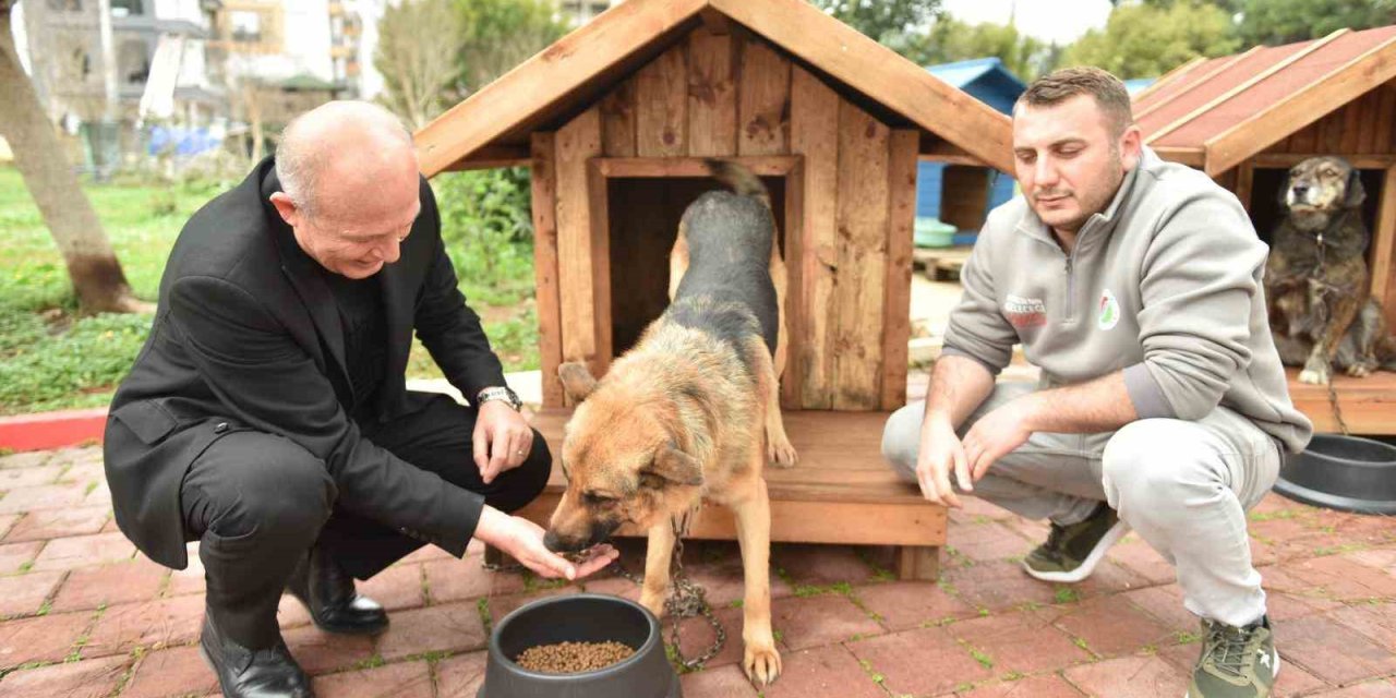 Hayırseverlerden 8 Adet Köpek Ve 50 Adet Kedi Kulübesi