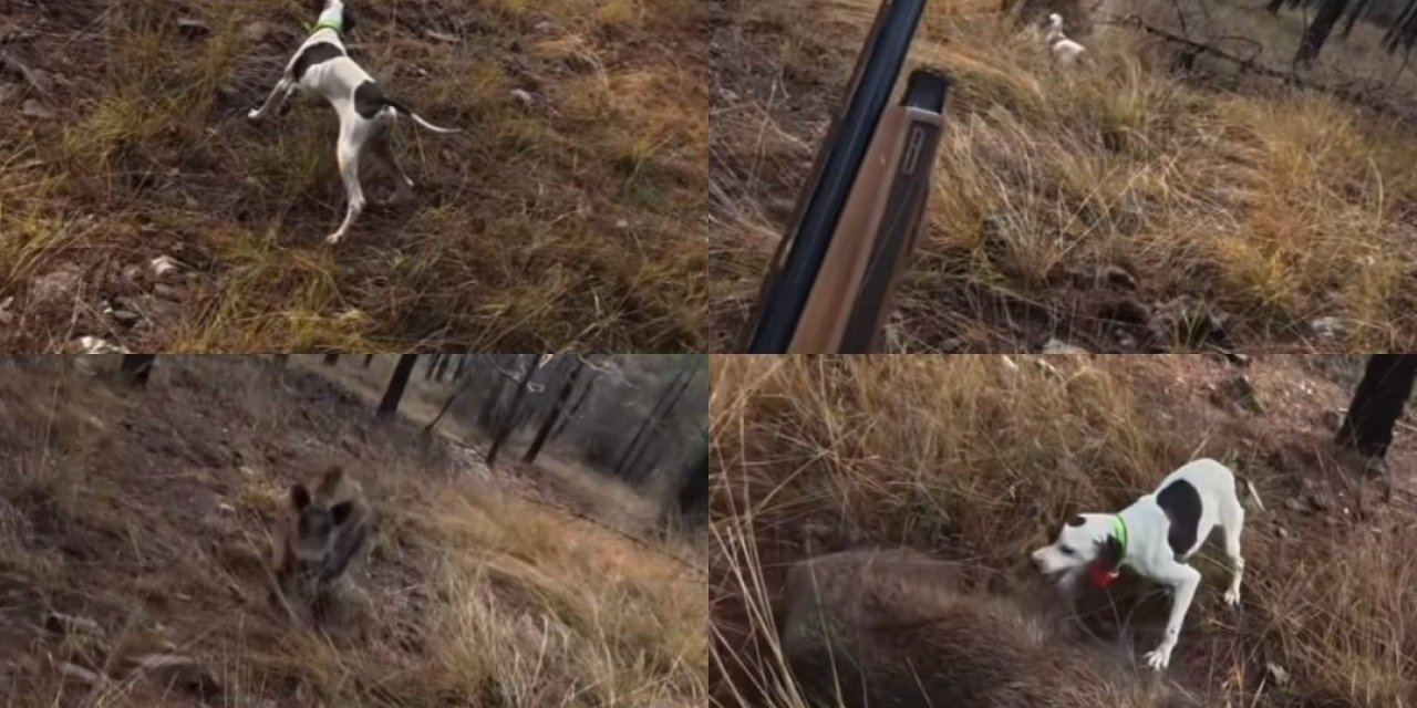 Mersin’de Av Sırasında Domuz Saldırısı Kamerada