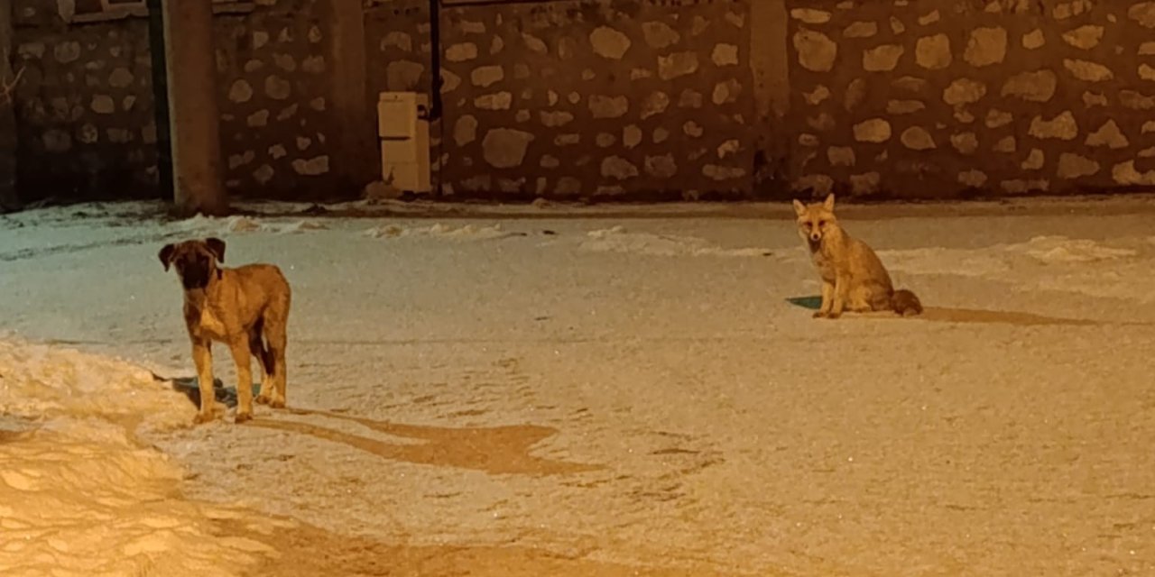 Tilki İle Sokak Köpeğinin Dostluğu Kameraya Yansıdı