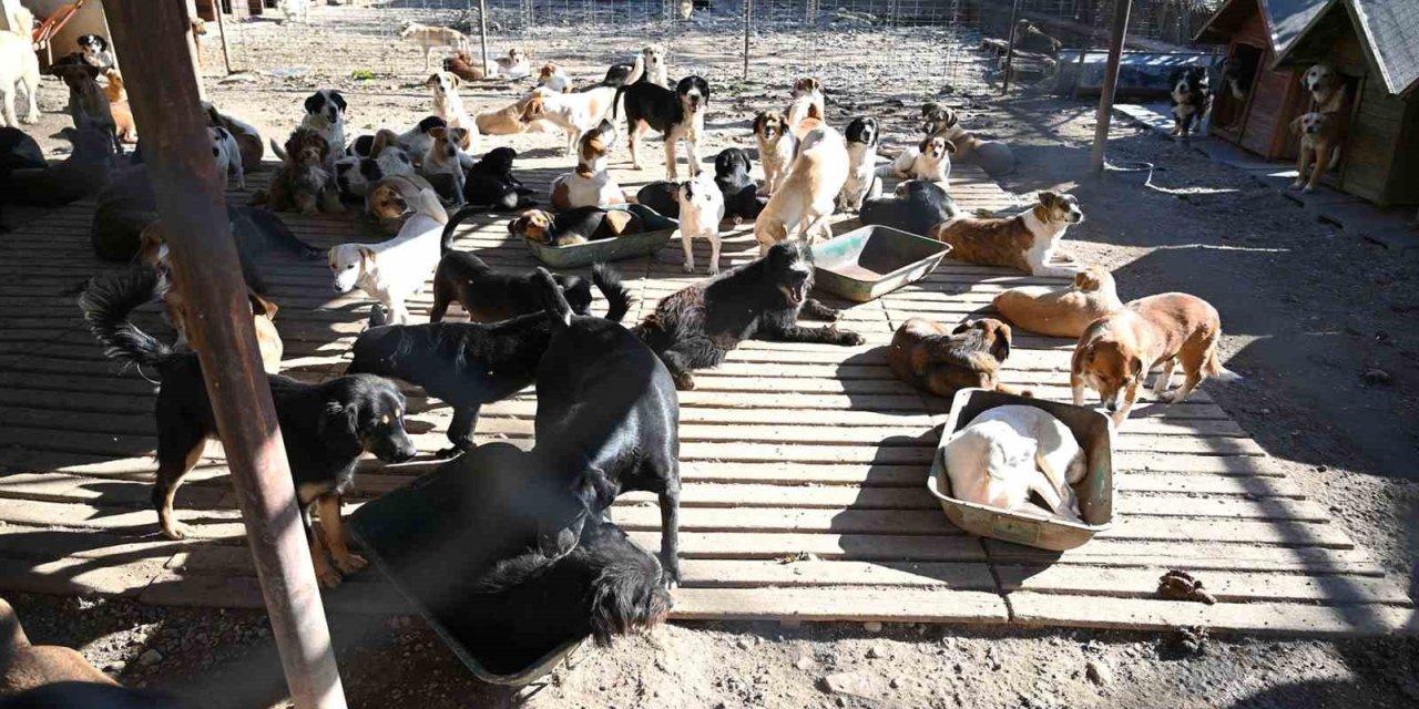 Kemer’de Ocak Ayında 231 Can Dostu Kısırlaştırıldı