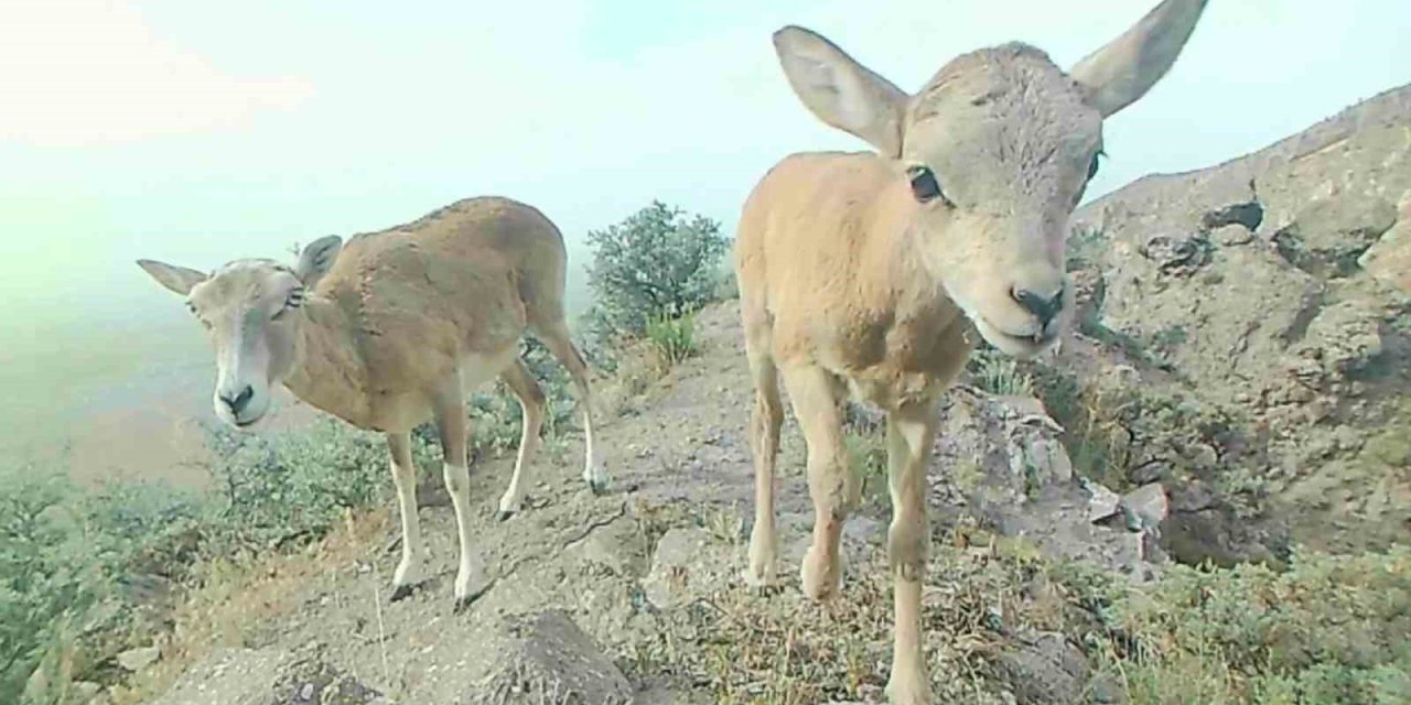 Anadolu Yaban Koyunu Yavrularıyla Görüntülendi