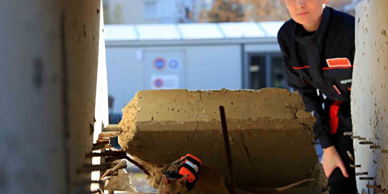 Antalya’da Eğitilen Afrika Keseli Sıçanları Enkaz Altındaki "göz" Olacak