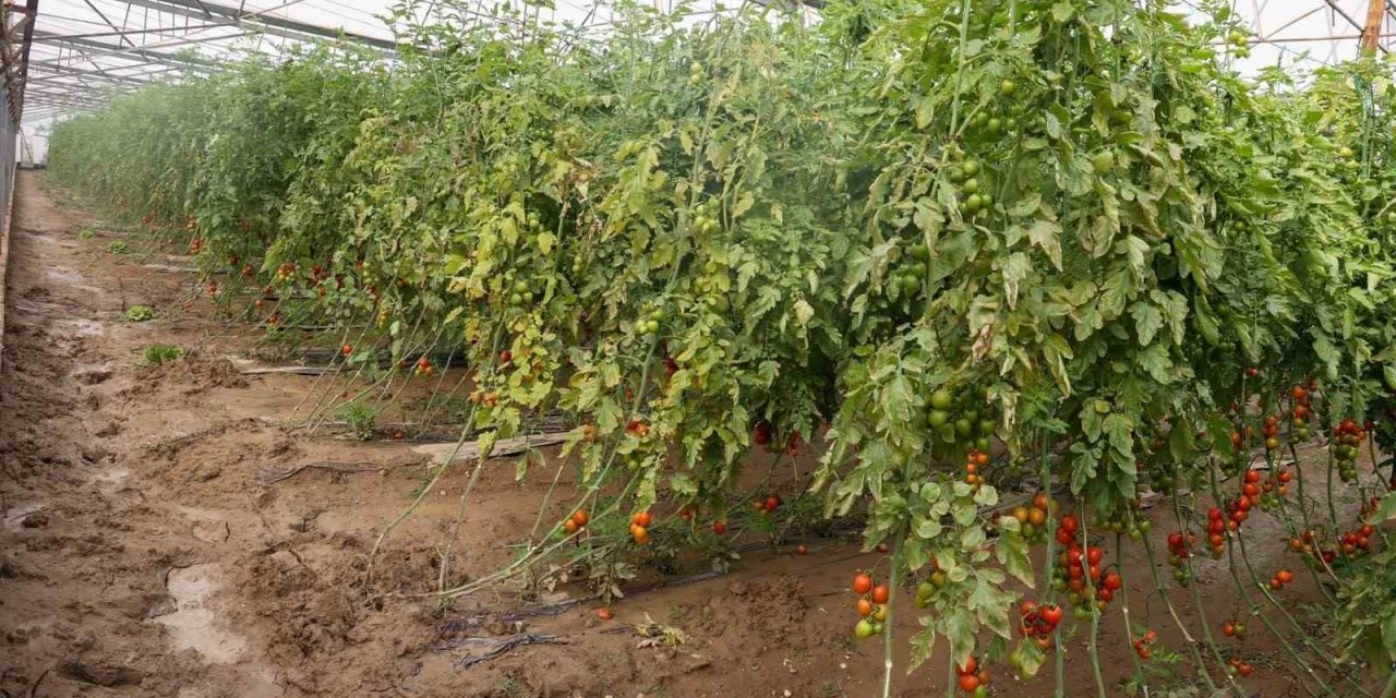 Aksu’da Sağanak, Sel, Hortum Ve Doludan 23 Mahalle, 500 Çiftçi Zarar Gördü