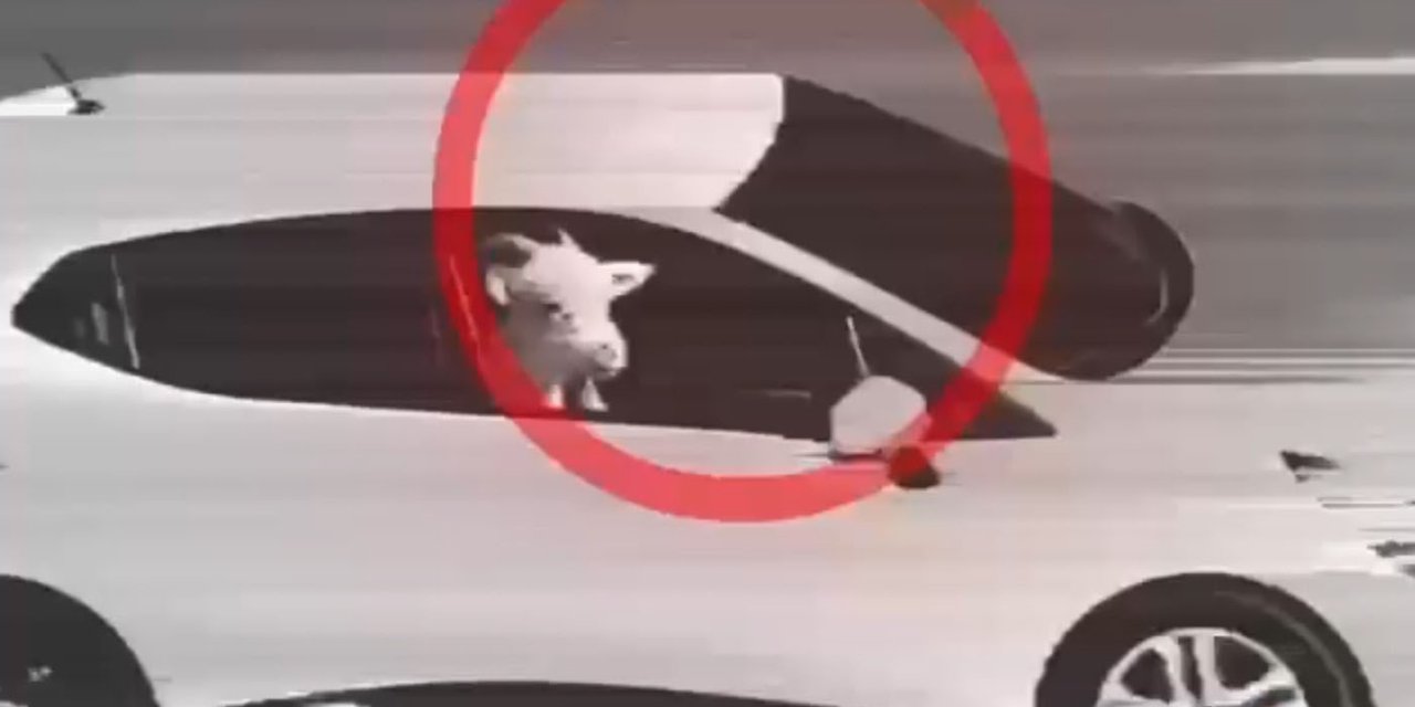 Küçükbaş Hayvan Hırsızlığı Yapan 3 Şüpheli Tutuklandı