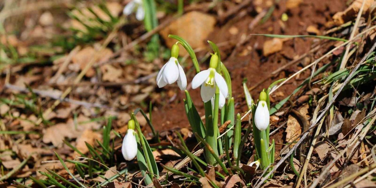 Konya’nın Yüksek Kesimlerinde Kardelenler Görücüye Çıktı