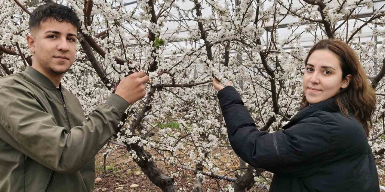 Türkiye Karla Kaplıyken Silifke’de Erik Ağaçları Çiçek Açtı