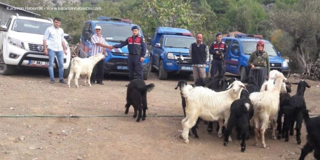 Kayıp Dağ Keçileri Jandarma Tarafından Bulundu