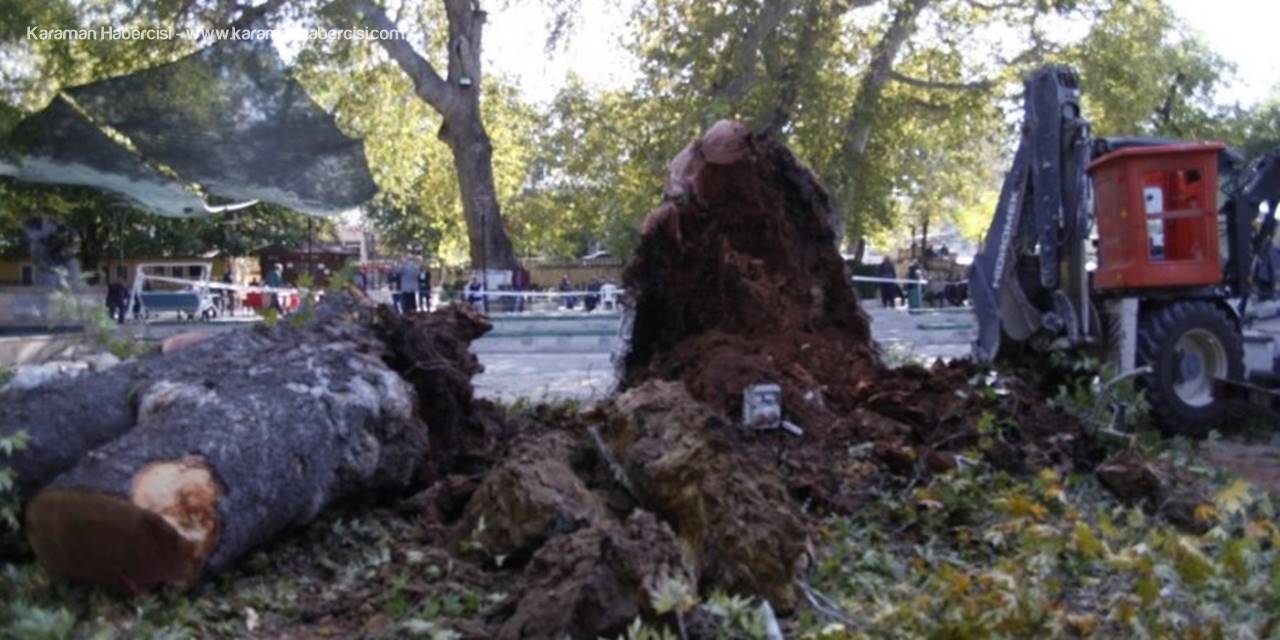 Mut'ta Tekerlemeye Konu Olan Asırlık Çınar Kesildi