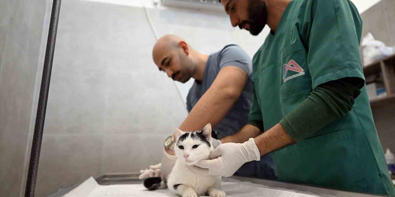 Mersin’de Sokak Kedileri İçin Yeni Merkez Hizmete Girdi