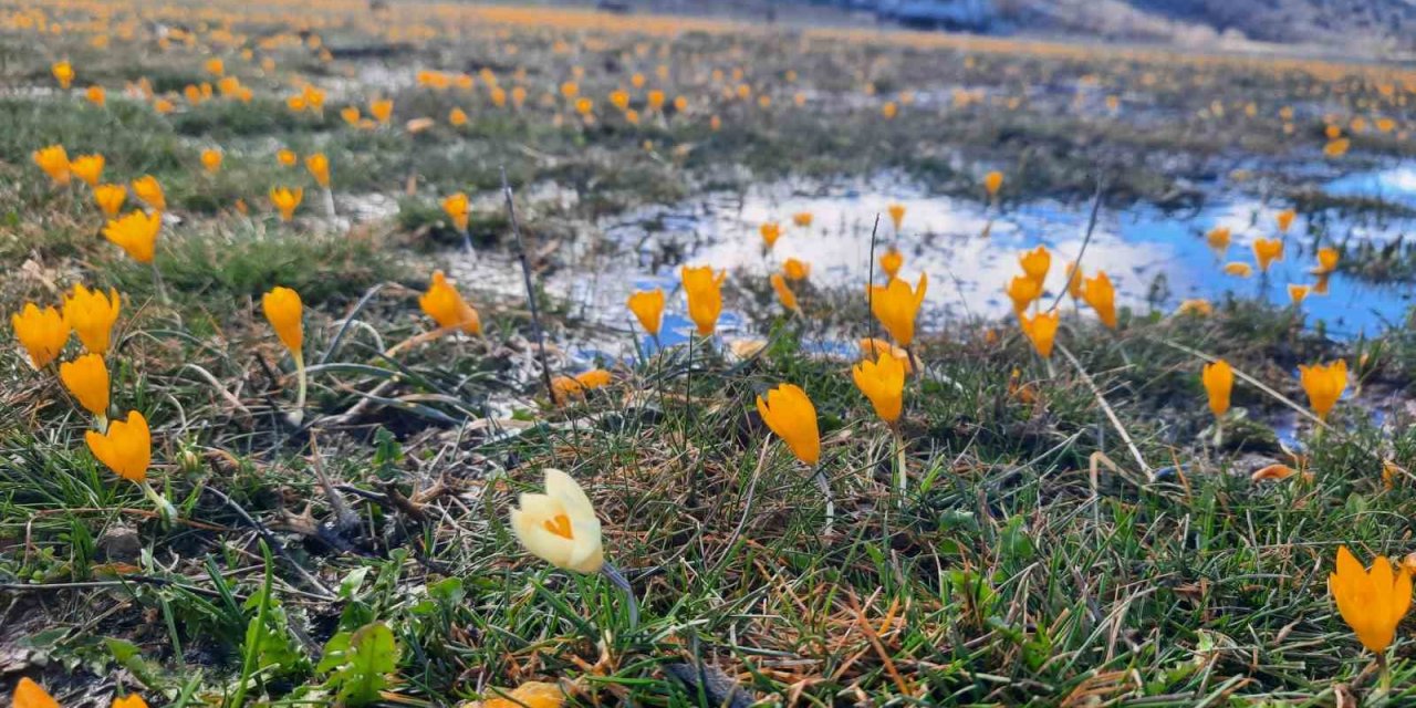 Çiğdemlerin Açtığı Bartlı Yaylası’nda Görsel Şölen