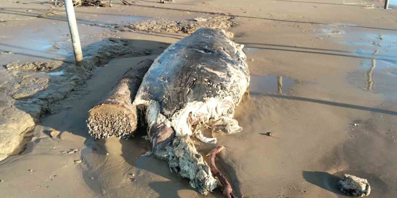 Manavgat’ta Sahile Ölü Yunus Vurdu