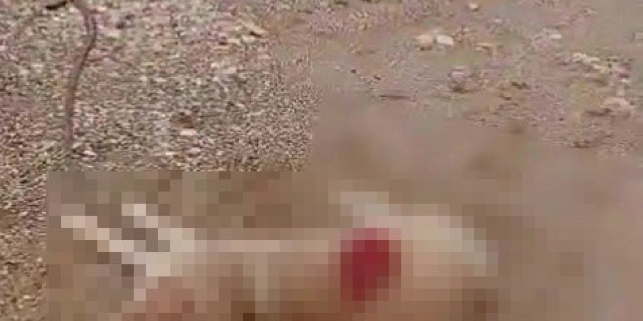 Köpeği Av Tüfeğiyle Öldürdü, Gözaltına Alındı