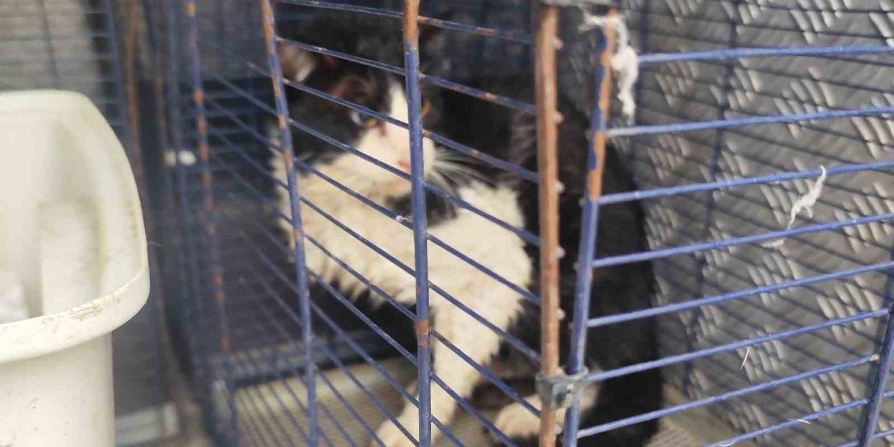 Derede Mahsur Kalan Kedi Kurtarıldı