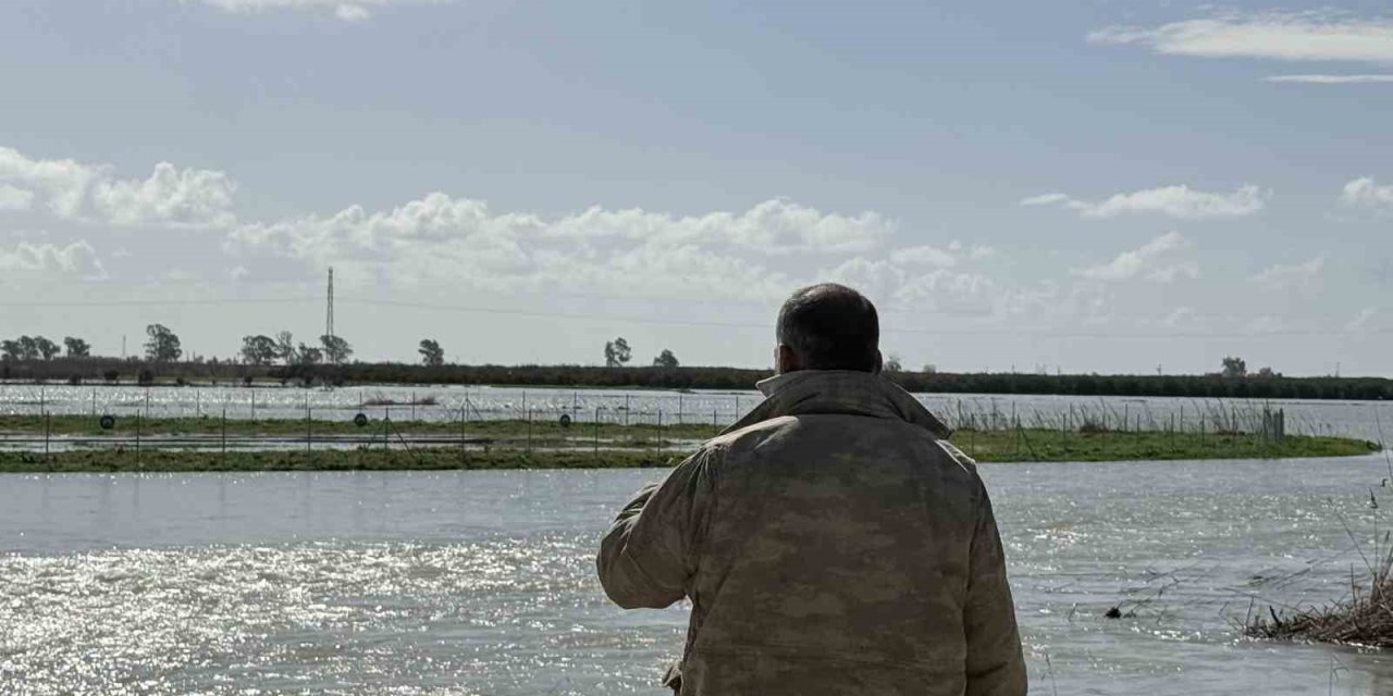 Seyhan Nehri Taştı, Tarsus’ta Tarım Arazileri Sular Altında Kaldı